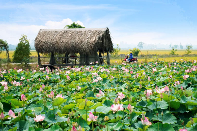 Khu Du Lịch Đồng Sen Tháp Mười tỉnh Đồng Tháp