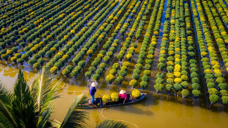 Làng hoa Sa Đéc một trong những vựa hoa lớn nhất Đồng bằng sông Cửu Long