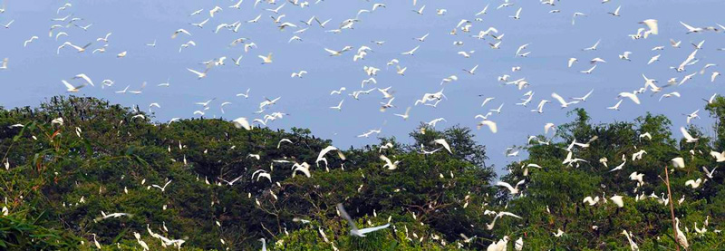 Vườn Cò Tân Long, Sóc Trăng