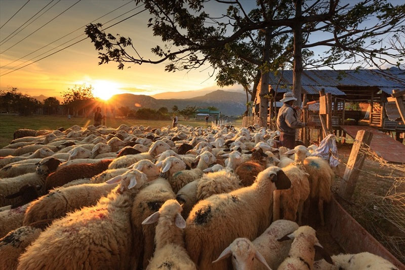 Đồng Cừu An Hòa, tỉnh Ninh Thuận 